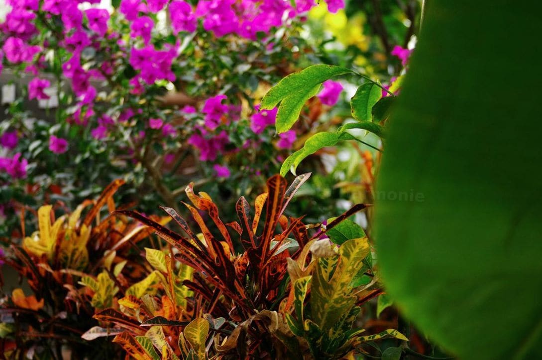 Jardin Harmonie 1