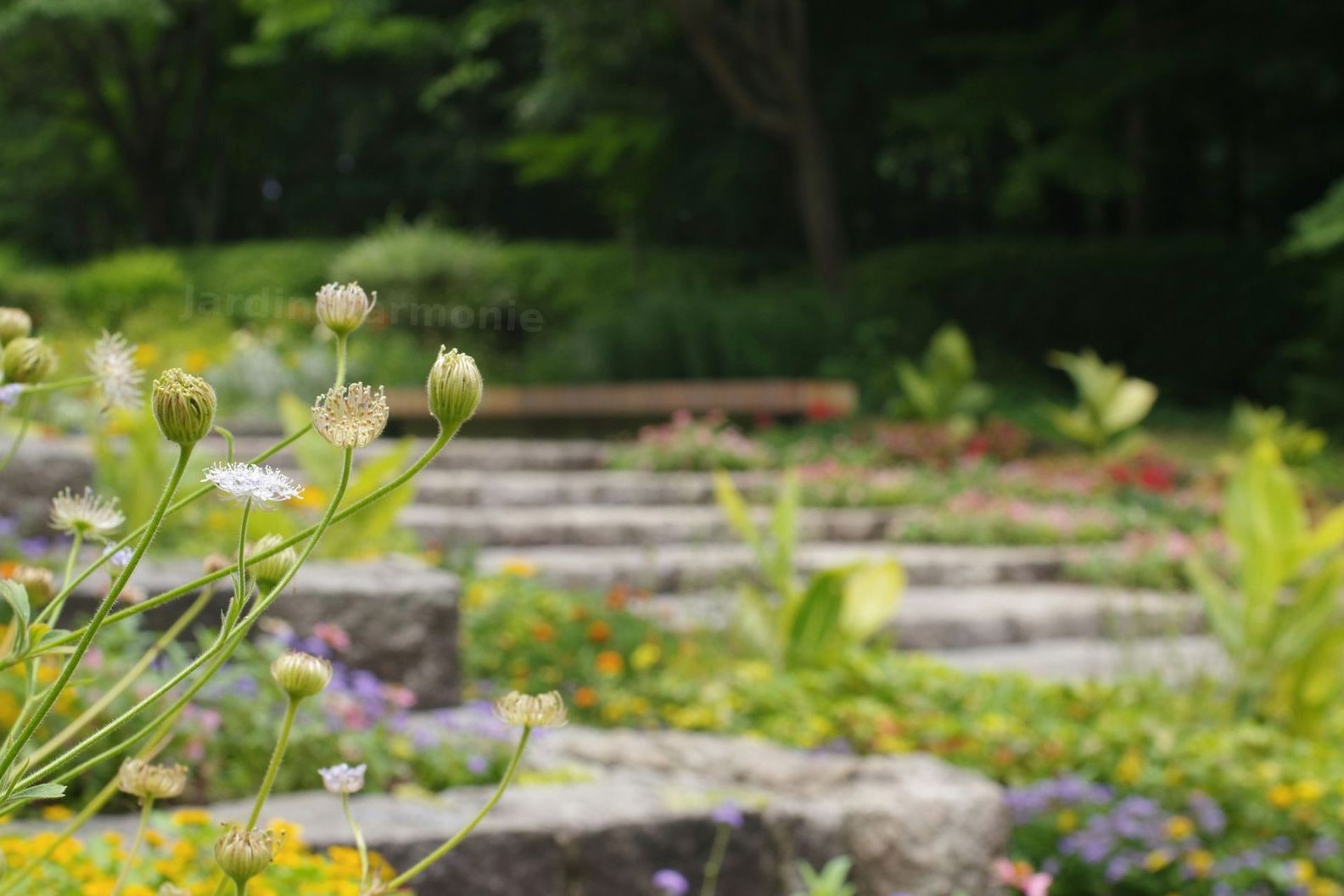Jardin Harmonie